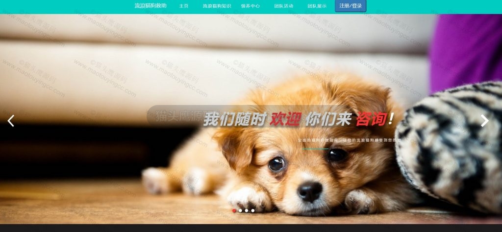 基于协同过滤推荐算法SSM的流浪猫狗领养救助系统封面