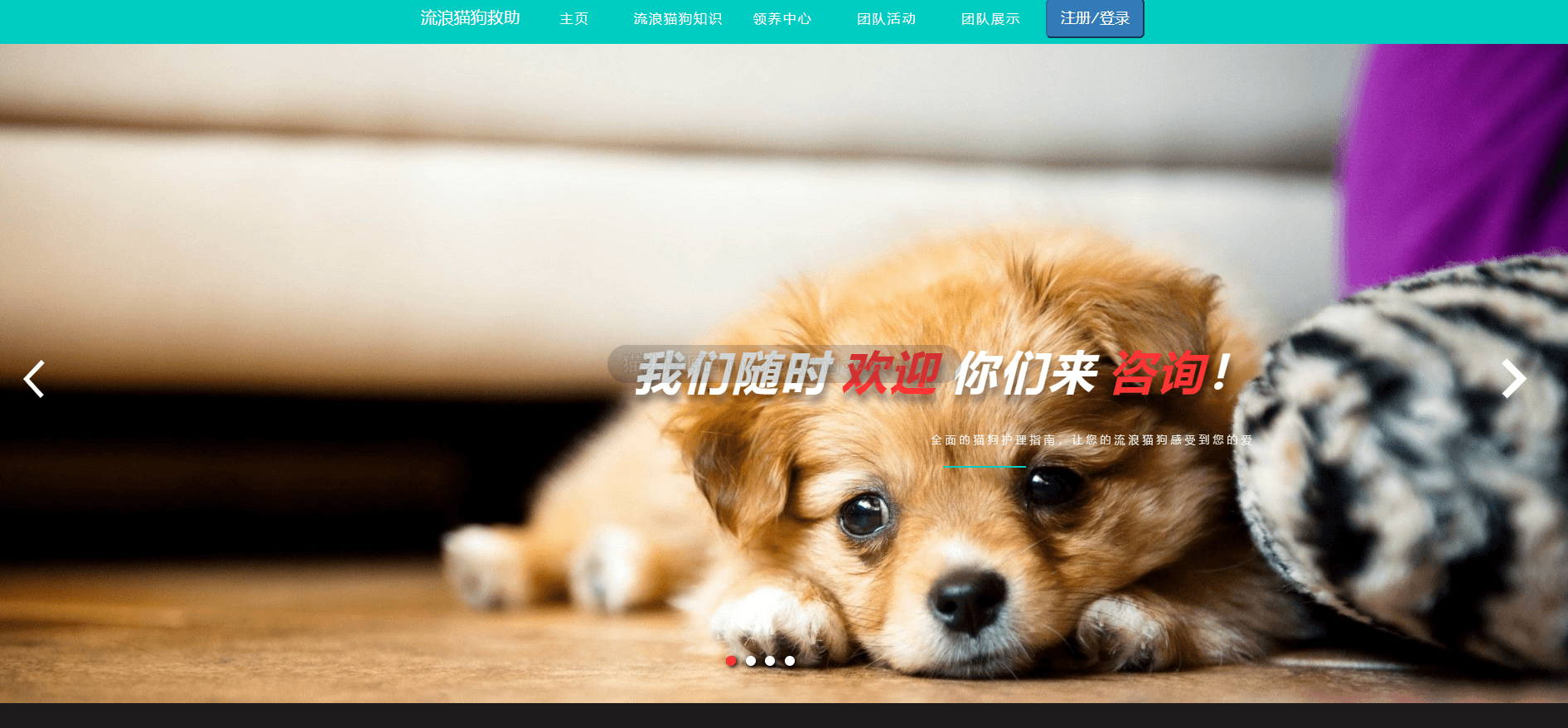 基于SSM的流浪猫狗领养系统(宠物救助)封面